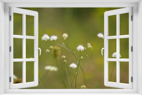 Fototapeta Naklejka Na Ścianę Okno 3D - Closeup of small scabious flowers with green blurred background
