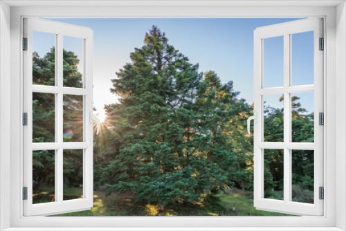 Fototapeta Naklejka Na Ścianę Okno 3D - Sunlight in the pine tree forest
