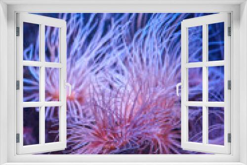 Fototapeta Naklejka Na Ścianę Okno 3D - anemones coral reef underwater