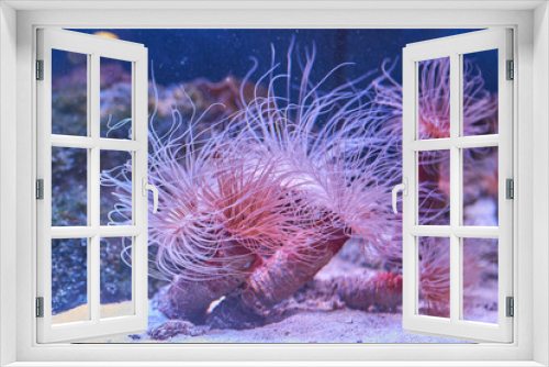 Fototapeta Naklejka Na Ścianę Okno 3D - anemones coral reef underwater