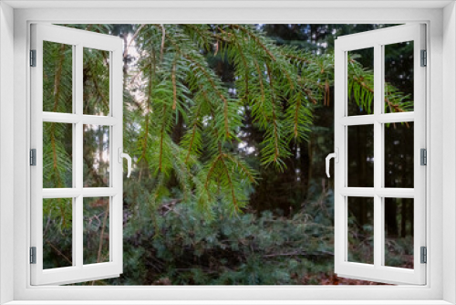 Fototapeta Naklejka Na Ścianę Okno 3D - Forst Wald mit natürlicher Waldverjüngung, Naturwusch