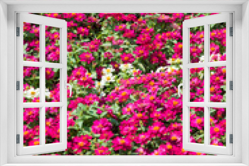 Fototapeta Naklejka Na Ścianę Okno 3D - Selective focus close up Photo of beautiful chrysanthemum flowers over green foliage background. Top view.