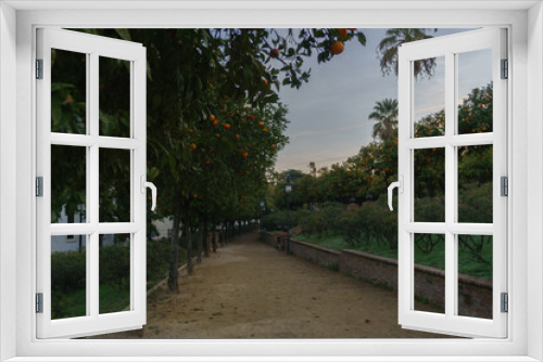 Fototapeta Naklejka Na Ścianę Okno 3D - Serene Orange Grove Pathway