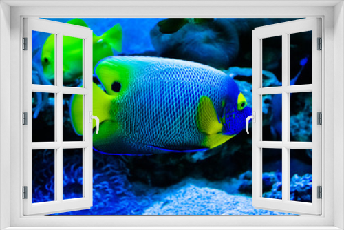 Fototapeta Naklejka Na Ścianę Okno 3D - tropical fish Pomacanthus
