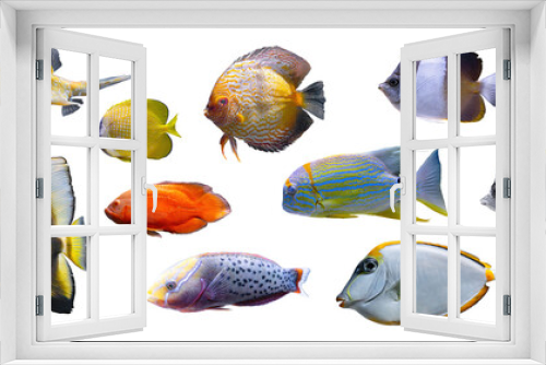 Fototapeta Naklejka Na Ścianę Okno 3D - Tropical colorful fishes collection isolated on white, transparent background, PNG. Set of different aquarium fish, undersea life, aquatic organism, pet.