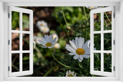 Fototapeta Naklejka Na Ścianę Okno 3D - マーガレット　庭に咲く白い花