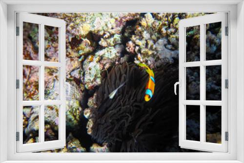Fototapeta Naklejka Na Ścianę Okno 3D - Amphiprion bicinctus or clown fish in sea anemone in the coral reef of the Red Sea