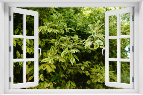 Fototapeta Naklejka Na Ścianę Okno 3D - Leaves with green and yellow colors grow in the garden