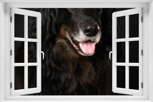Fototapeta Naklejka Na Ścianę Okno 3D - Hovawart dog on black background