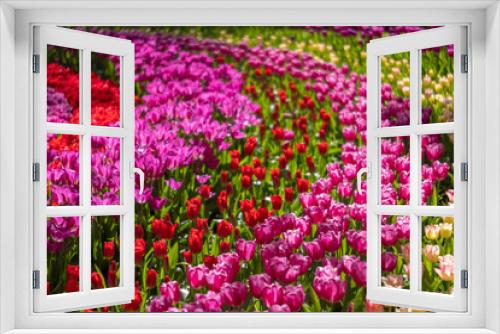 Fototapeta Naklejka Na Ścianę Okno 3D - Keukenhof flower garden - largest tulip park in world, Lisse, Netherlands