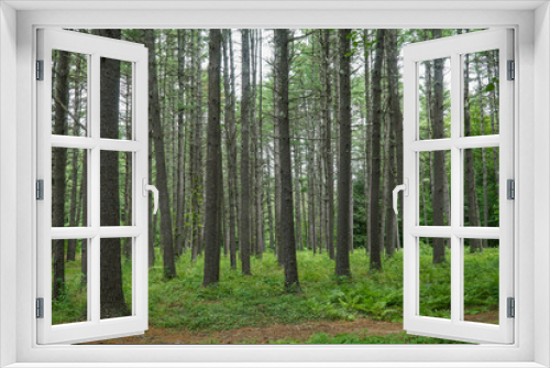 Fototapeta Naklejka Na Ścianę Okno 3D - landscape of natural pine tree forest