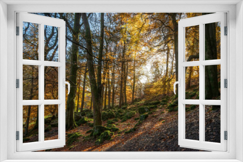 Fototapeta Naklejka Na Ścianę Okno 3D - Woods