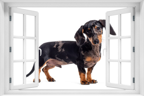 Fototapeta Naklejka Na Ścianę Okno 3D - Side view of a Blue merle bicolor Dachshund looking at the camera, Isolated on white