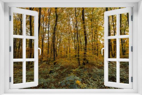 Fototapeta Naklejka Na Ścianę Okno 3D - Scenic Autumn Foliage Woodland Landscape