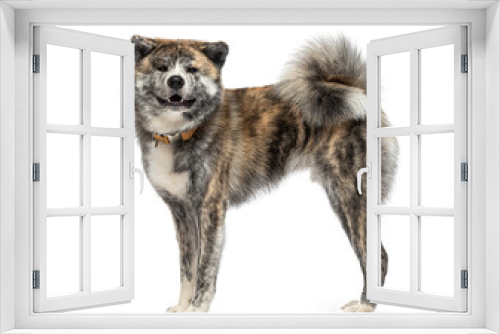Fototapeta Naklejka Na Ścianę Okno 3D - Side view of a standing Akita inu looking at the camera, wearing a dog collar, isolated on white