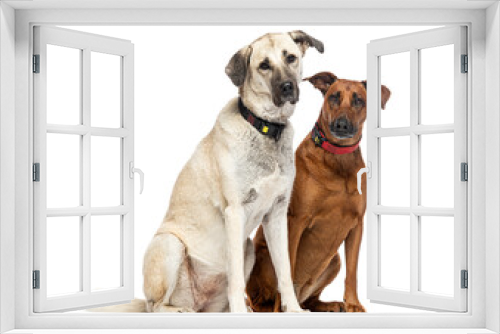 Fototapeta Naklejka Na Ścianę Okno 3D - Two sitting Mongrels looking at the camera and wearing a dog collar, isolated on white