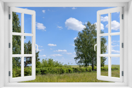 Fototapeta Naklejka Na Ścianę Okno 3D - green foliage on birch trees in summer, sunny