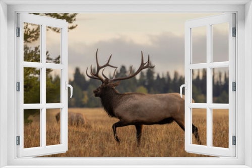 Fototapeta Naklejka Na Ścianę Okno 3D - Bull Elk during the Rut in Wyoming in Autumn