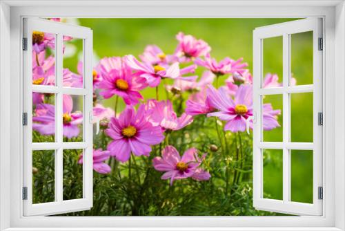Fototapeta Naklejka Na Ścianę Okno 3D - różowe onętki, łąka kwietna, cosmos flower, flower meadow,	