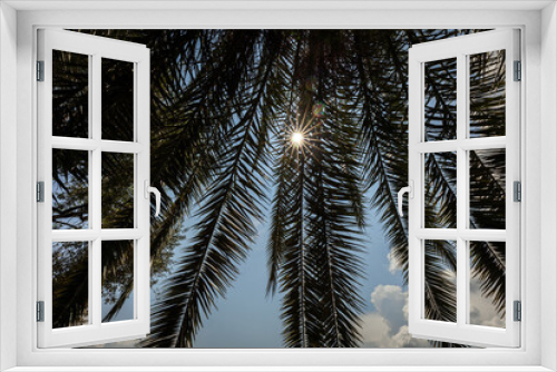 Fototapeta Naklejka Na Ścianę Okno 3D - Il Sole che batte sopra i rami di una Palma