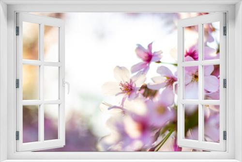 Fototapeta Naklejka Na Ścianę Okno 3D - Beautiful pink cherry blossom trees sakura flowers