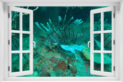 Fototapeta Naklejka Na Ścianę Okno 3D - underwater view of the caribbean 