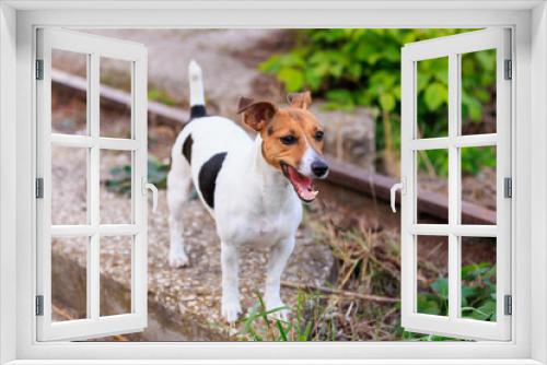 Fototapeta Naklejka Na Ścianę Okno 3D - Cute Jack Russell Terrier dog enjoying a walk in the fresh air. Pet portrait with selective focus and copy space