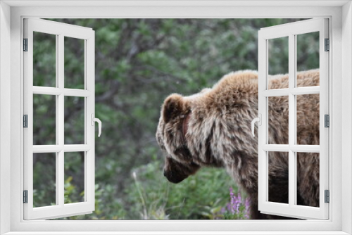 Fototapeta Naklejka Na Ścianę Okno 3D - Brown Bear in Denali Nation Park, Alaska