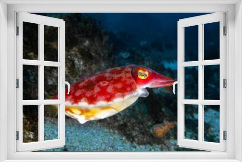 Fototapeta Naklejka Na Ścianę Okno 3D - mourning cuttlefish, side view