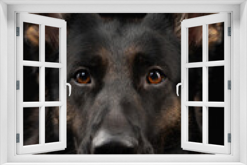 Fototapeta Naklejka Na Ścianę Okno 3D - portrait of a german shepherd dog on a black background