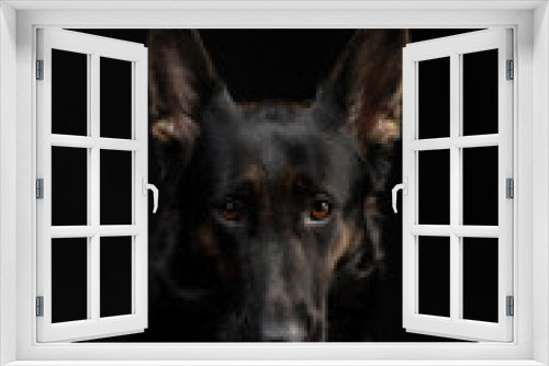 Fototapeta Naklejka Na Ścianę Okno 3D - portrait of a german shepherd dog on a black background
