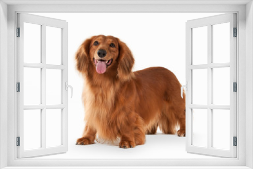 Fototapeta Naklejka Na Ścianę Okno 3D - Brown dachshund on white background