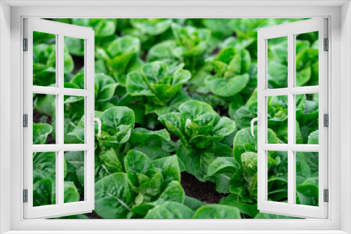 Fototapeta Naklejka Na Ścianę Okno 3D - fresh organic green cos lettuce. salad vegetables growing.