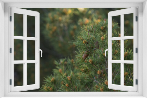 Fototapeta Naklejka Na Ścianę Okno 3D - Closeup of southern Mediterranean pine in spring