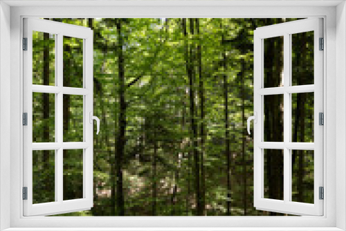 Fototapeta Naklejka Na Ścianę Okno 3D - The photo shows a verdant summer forest in a Polish national park, featuring tall trees with lush green leaves, embodying the tranquility and untouched beauty of nature.