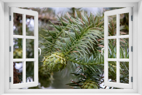 Fototapeta Naklejka Na Ścianę Okno 3D - Green pine tree or fir tree fruit