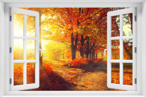 Fototapeta Naklejka Na Ścianę Okno 3D - Fall. Autumn Park. Autumnal Trees and Leaves in sun rays