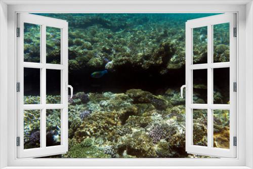 Fototapeta Naklejka Na Ścianę Okno 3D - A view of coral reef in Sharm El Sheik