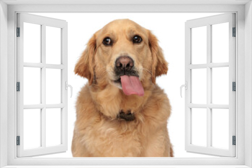 Fototapeta Naklejka Na Ścianę Okno 3D - beautiful golden retriever dog sticking out tongue and panting