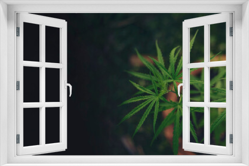 Fototapeta Naklejka Na Ścianę Okno 3D - Banner Green weed Marijuana tree cannabis plant narcotic herbal in CBC greenhouse. Panorama Hemp leaf made cannabis crude oil medicine farm. CBC, THC herb agriculture Weed leaf Drug with copy space