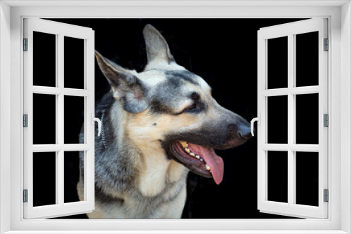 Fototapeta Naklejka Na Ścianę Okno 3D - Portrait of an Eastern European Shepherd dog. isolated on a black background