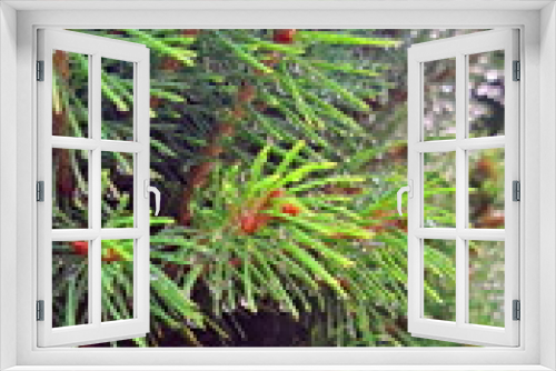 Fototapeta Naklejka Na Ścianę Okno 3D - Fresh green needles of Canadian spruce in raindrops