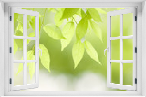 Fototapeta Naklejka Na Ścianę Okno 3D - 新緑のケヤキの葉