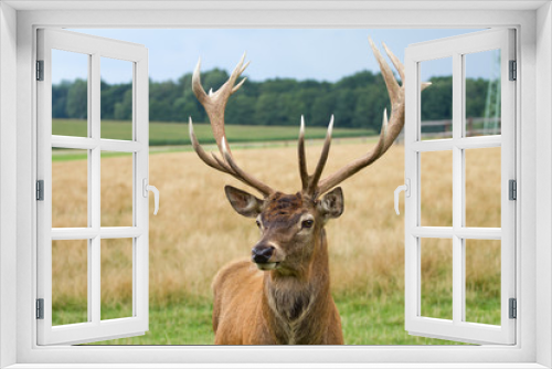 Fototapeta Naklejka Na Ścianę Okno 3D - Deer grazing in the meadow