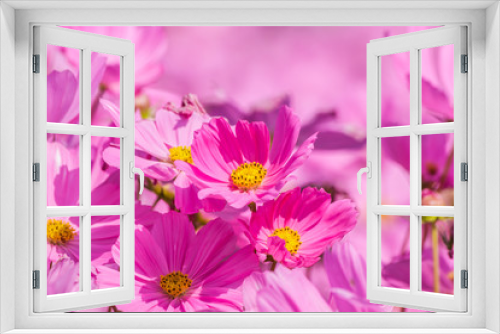 Fototapeta Naklejka Na Ścianę Okno 3D - Beautiful flowers cosmos on softly blurred background