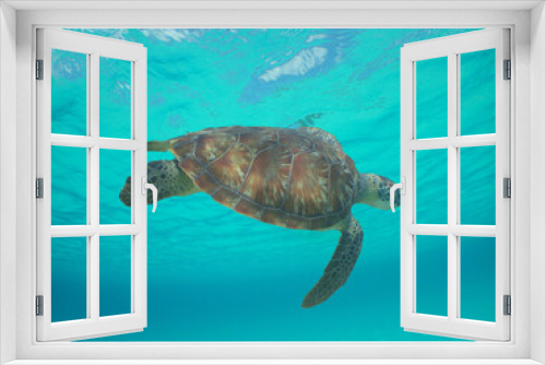 Fototapeta Naklejka Na Ścianę Okno 3D - green sea turtle in the crystal clear waters