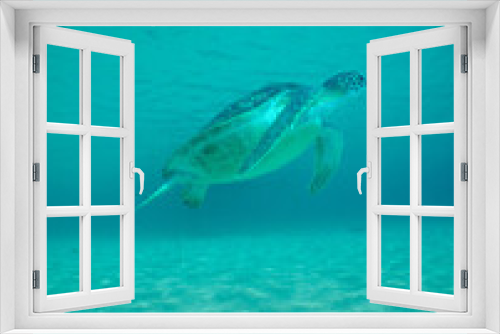 Fototapeta Naklejka Na Ścianę Okno 3D - green sea turtle in the crystal clear waters