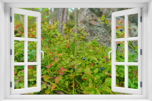Fototapeta Naklejka Na Ścianę Okno 3D - Wild blueberry in the summer forest.