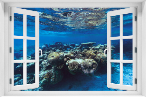 Fototapeta Naklejka Na Ścianę Okno 3D - Natural underwater sea coral in Koodoo island, Maldives.