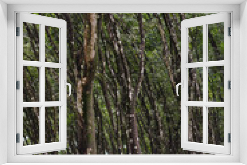 Fototapeta Naklejka Na Ścianę Okno 3D - Natural rubber, trees in the forest